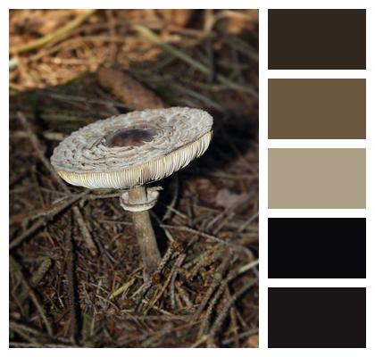 Mushroom Forest Floor Parasol Image